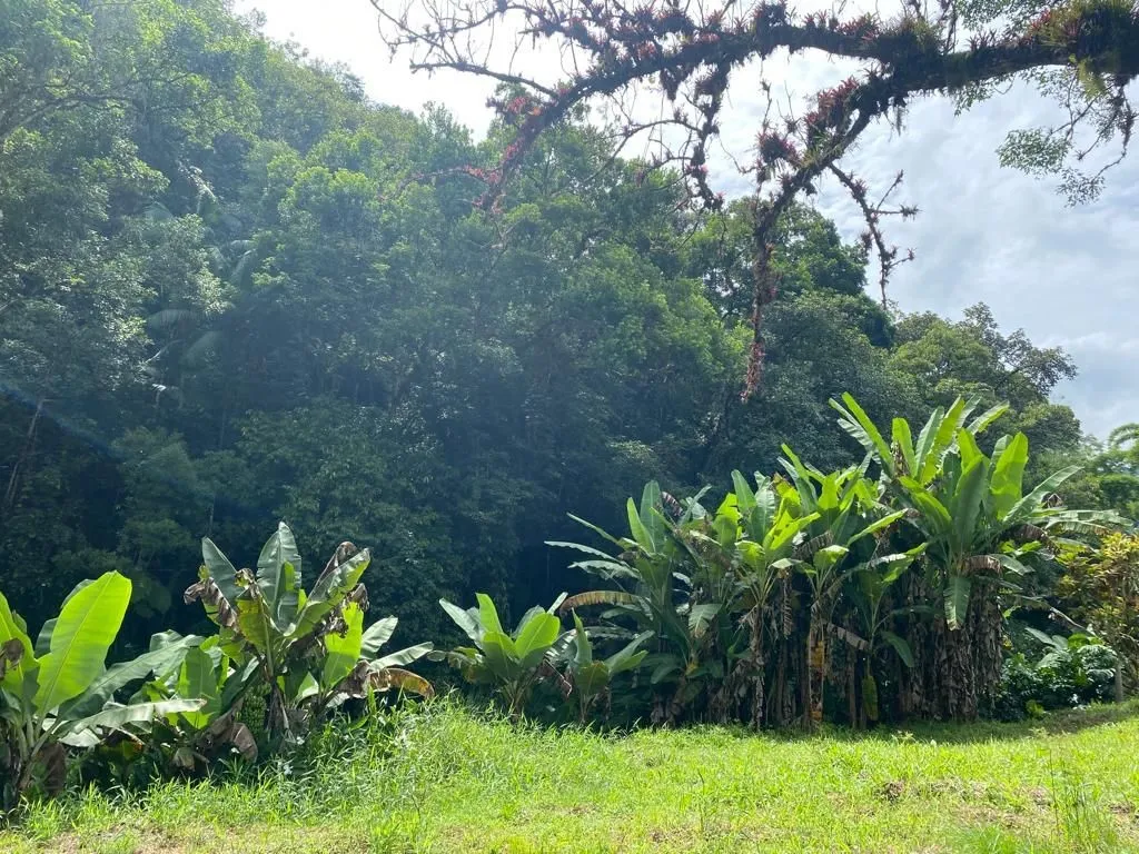 Sítio - 128.441,29m -Estrada Geral Gaspar Grande — foto 6