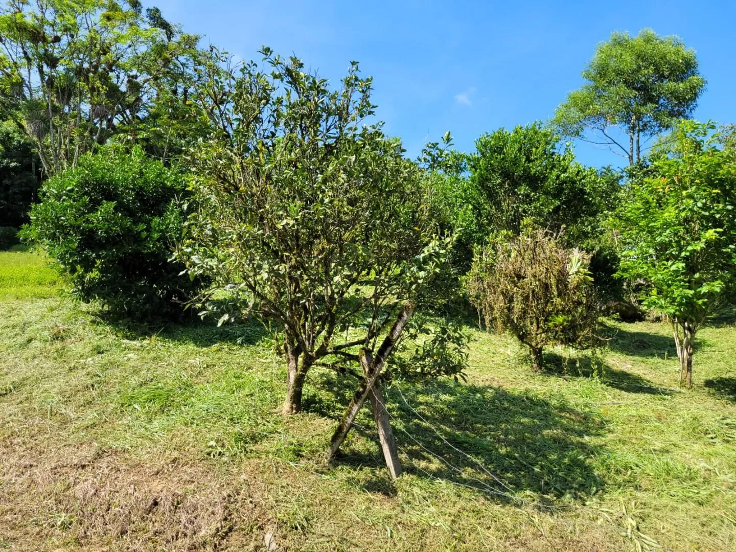 Terreno à venda, 158000 m por R$ 510.000,00 - Ribeirão dos Russos - Benedito Novo/SC — foto 5