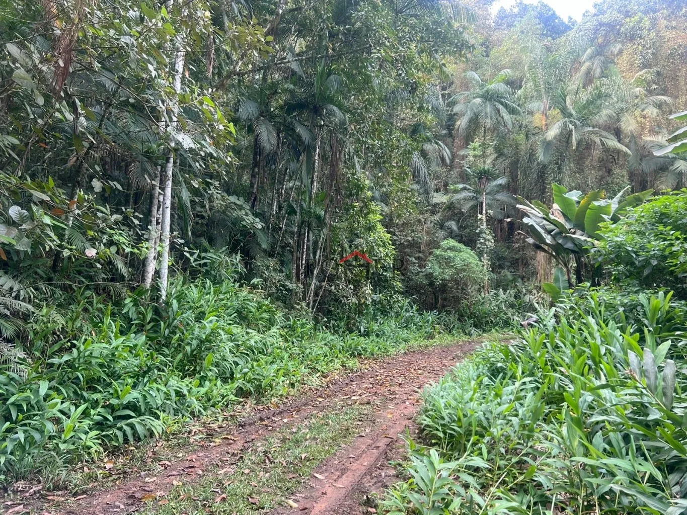 Ampla área de 167.000m à venda - Ideal para sítio ou reserva legal! — foto 3