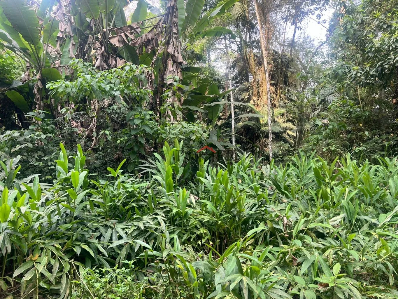 Ampla área de 167.000m à venda - Ideal para sítio ou reserva legal! — foto 4