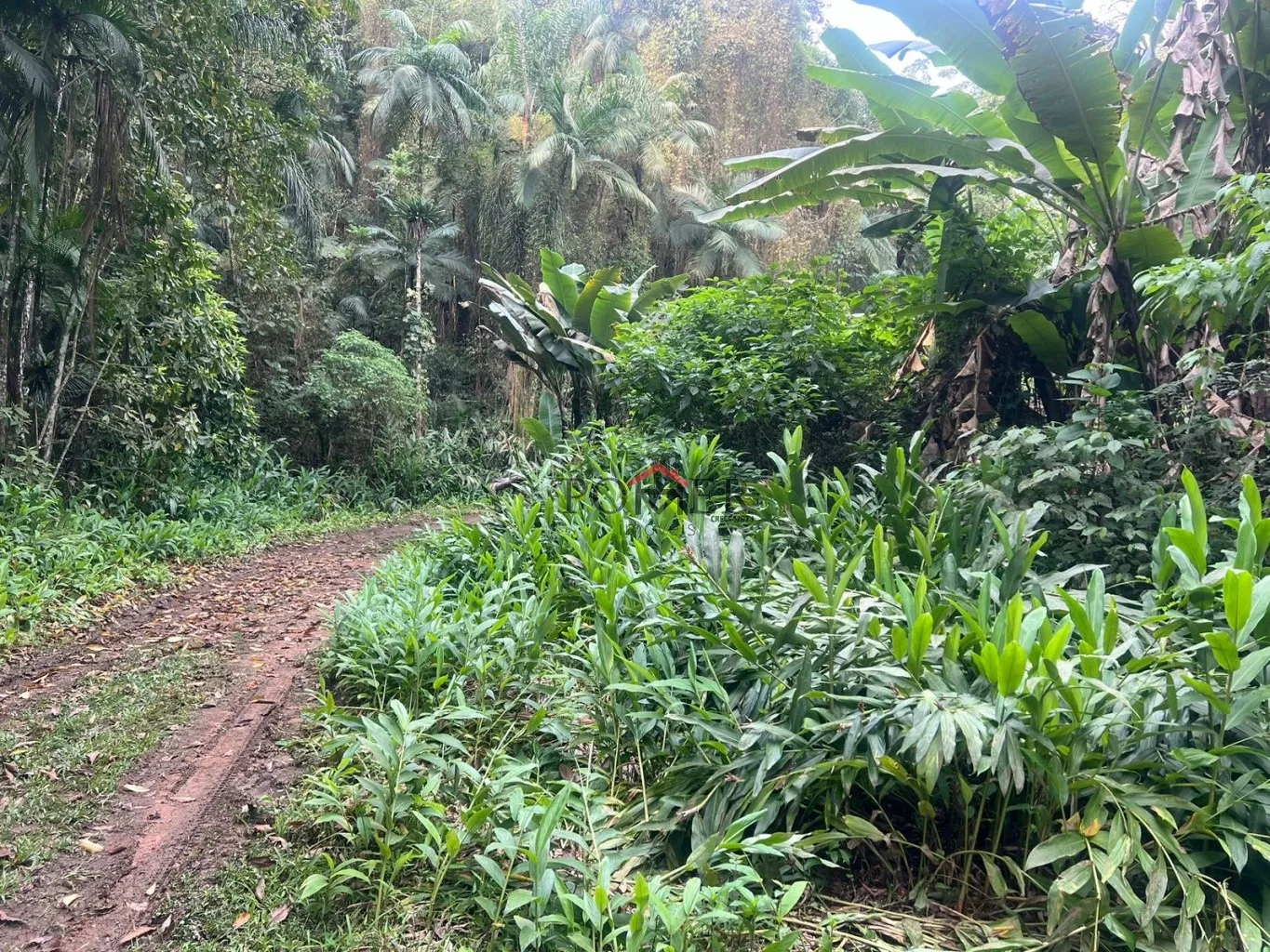 Ampla área de 167.000m à venda - Ideal para sítio ou reserva legal! — foto 5
