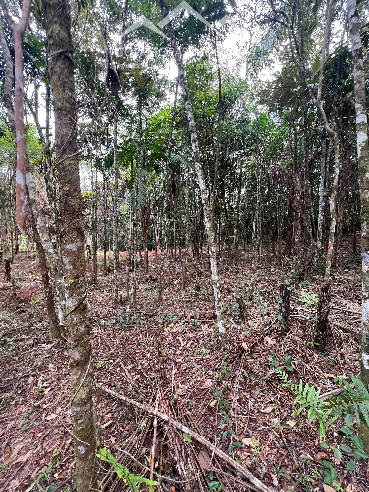 TERRENO - Testo Alto, Pomerode SC — foto 2