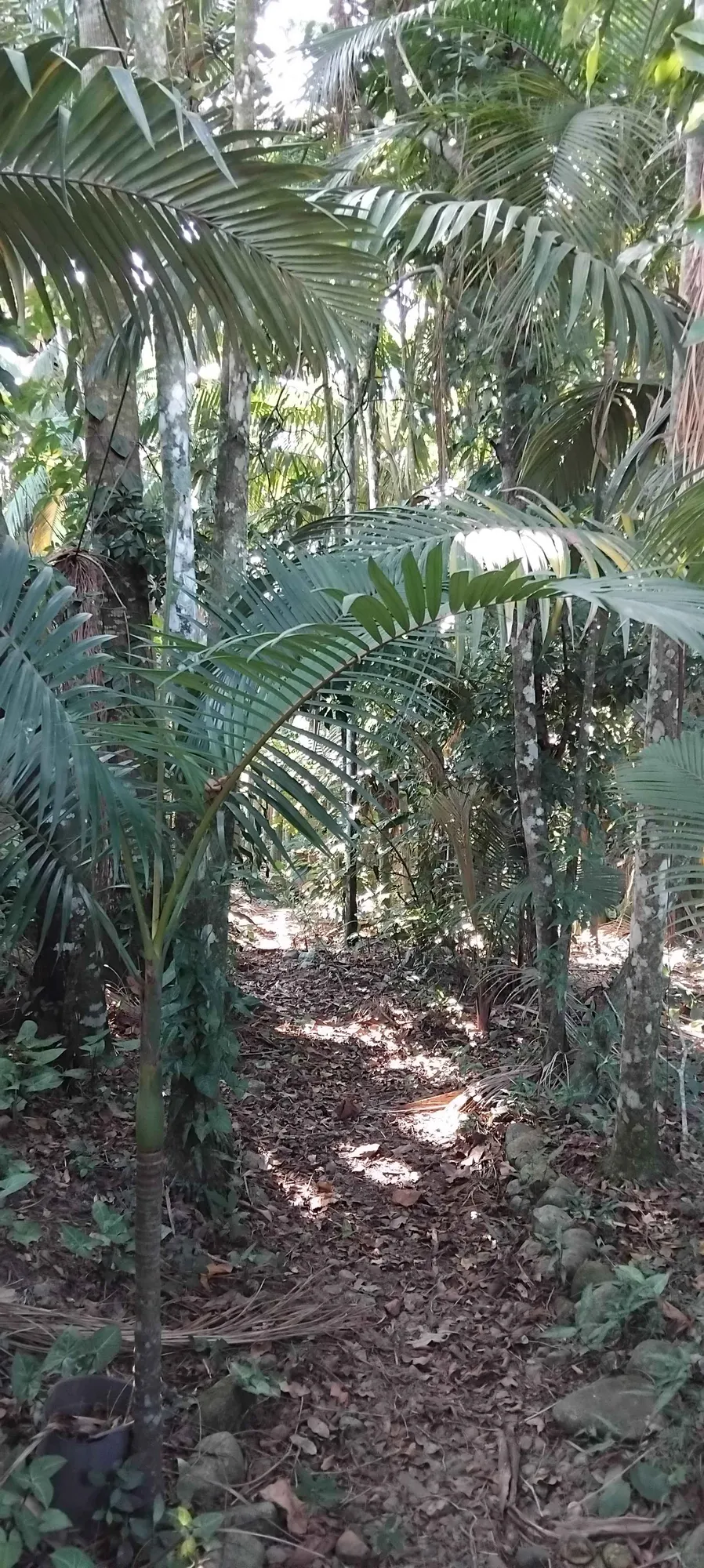 2 casas com 3 e 2 dormitórios com ampla área verde e salões de festas. — foto 7