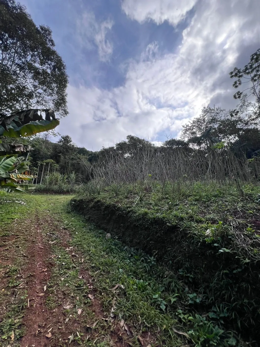 SITIO A VENDA - BLUMENAU/VILA ITOUPAVA — foto 6