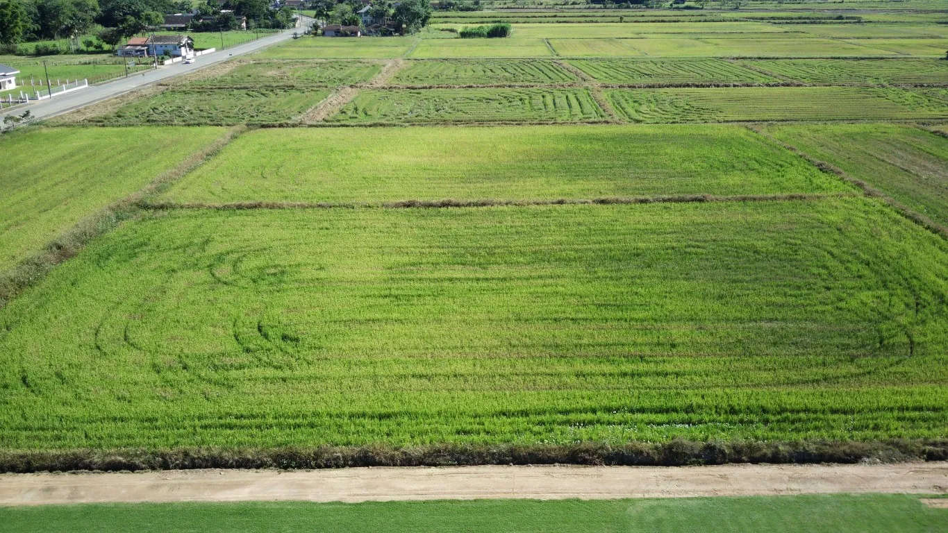 Terreno rural à venda em Ascurra — foto 7