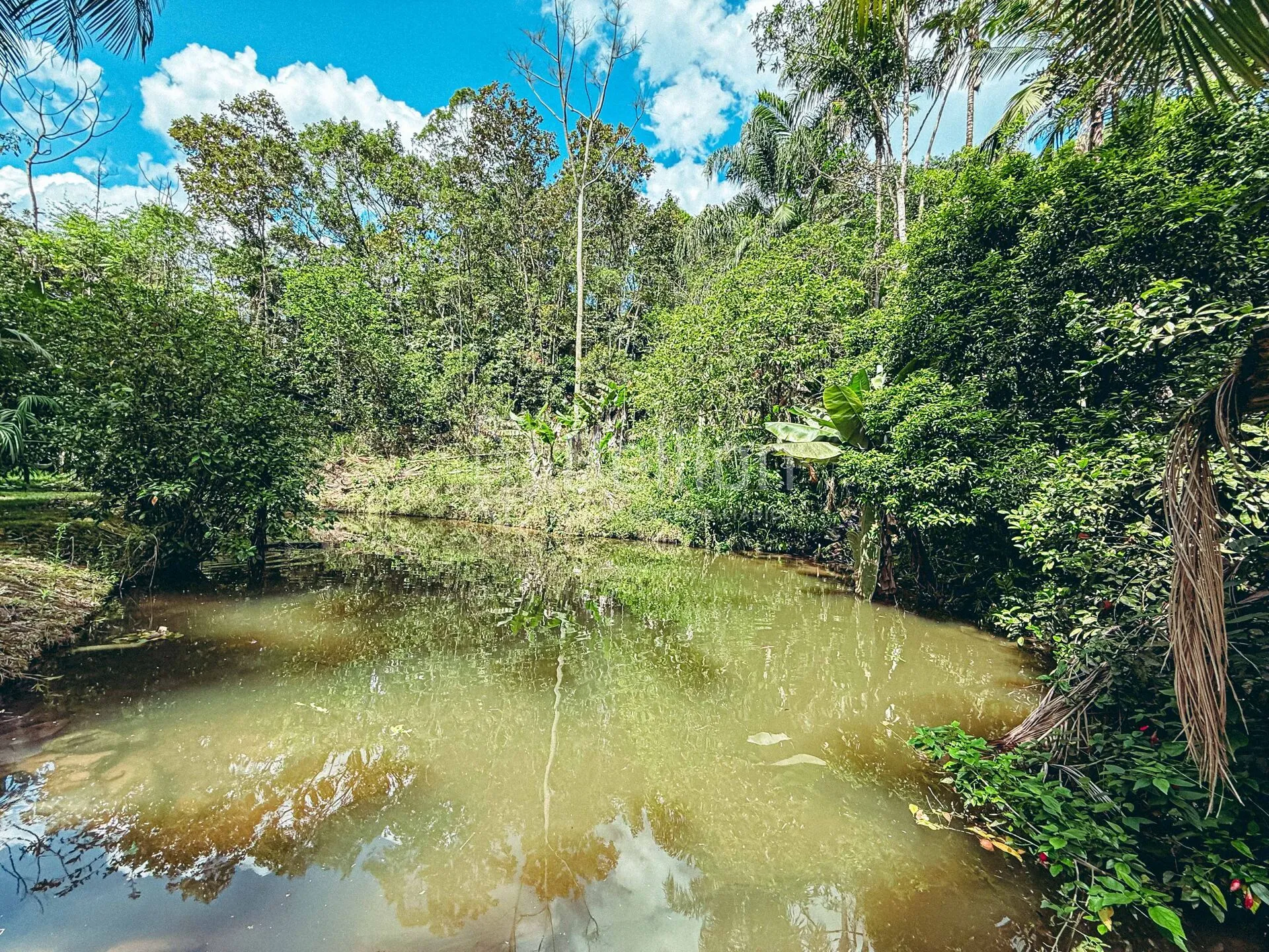 Sítio com casa em madeira de lei e riqueza em água em Rio dos Cedros — foto 5