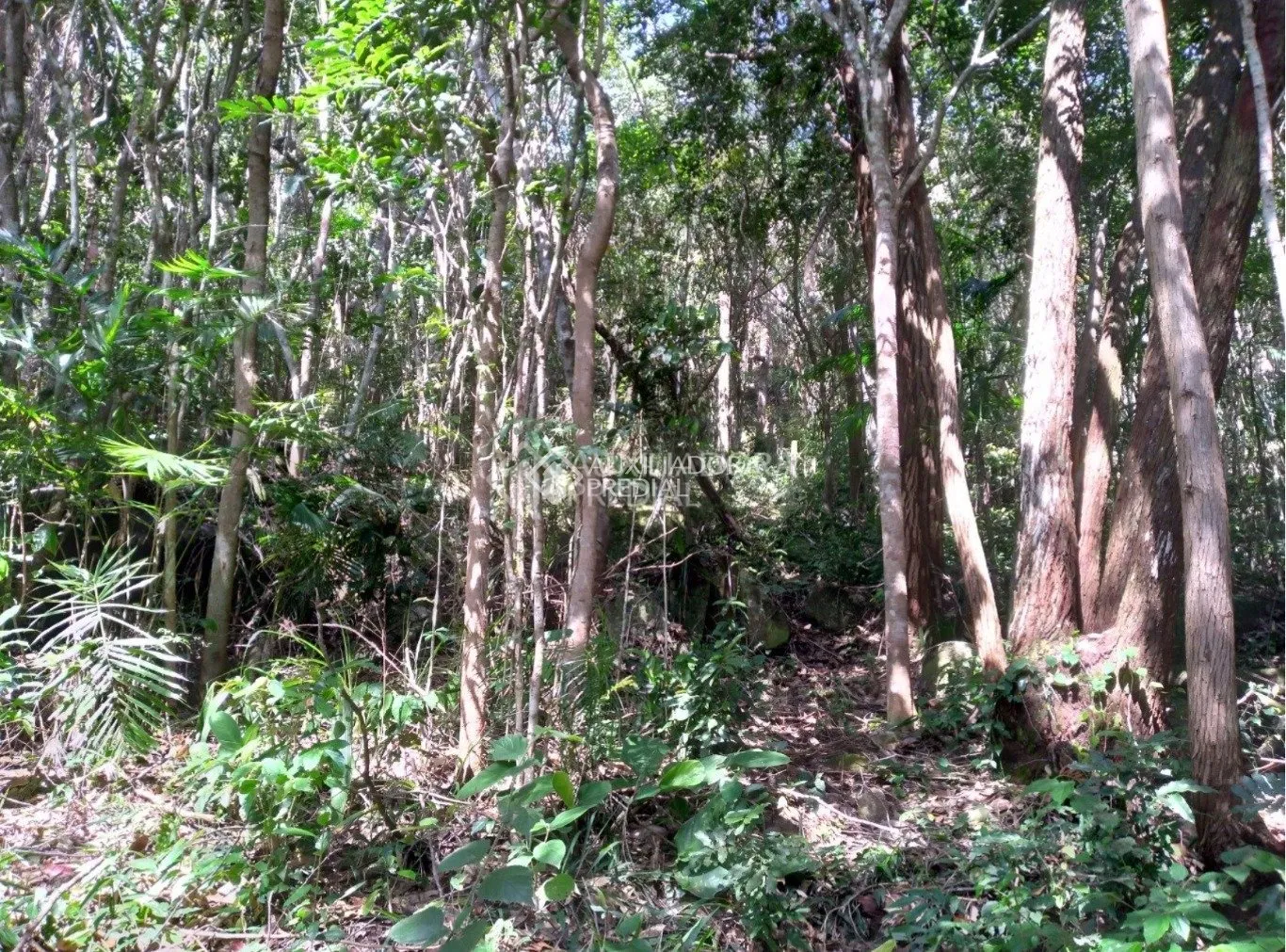 Imóvel — foto 3