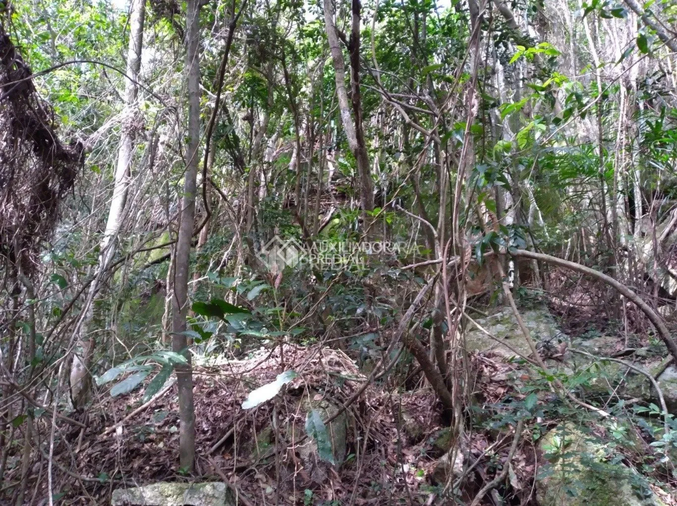 Imóvel — foto 6