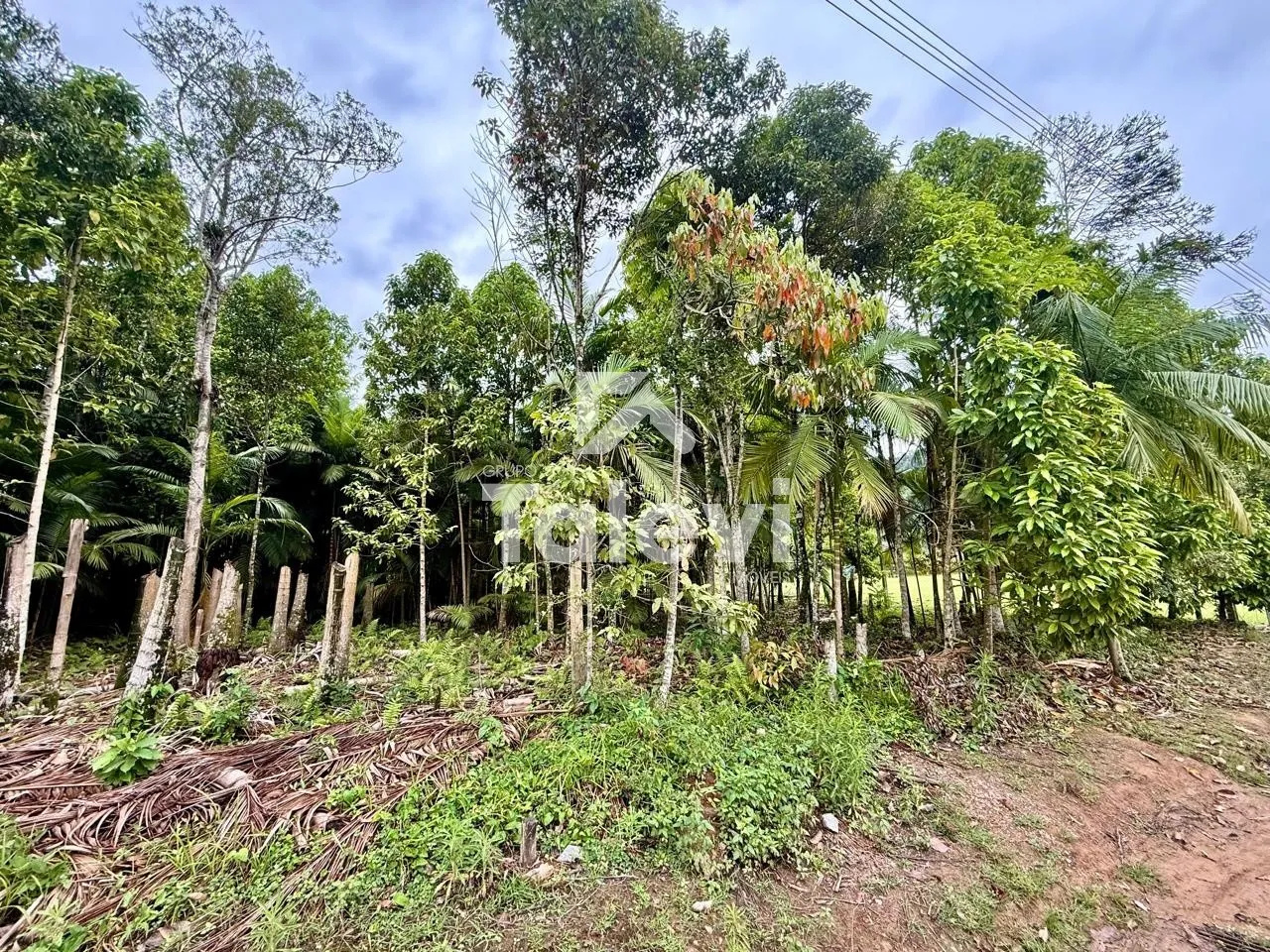 Terreno raro em Testo Alto com viabilidade pronta para até 4 unidades | Construa ou invista com segurança - foto 1