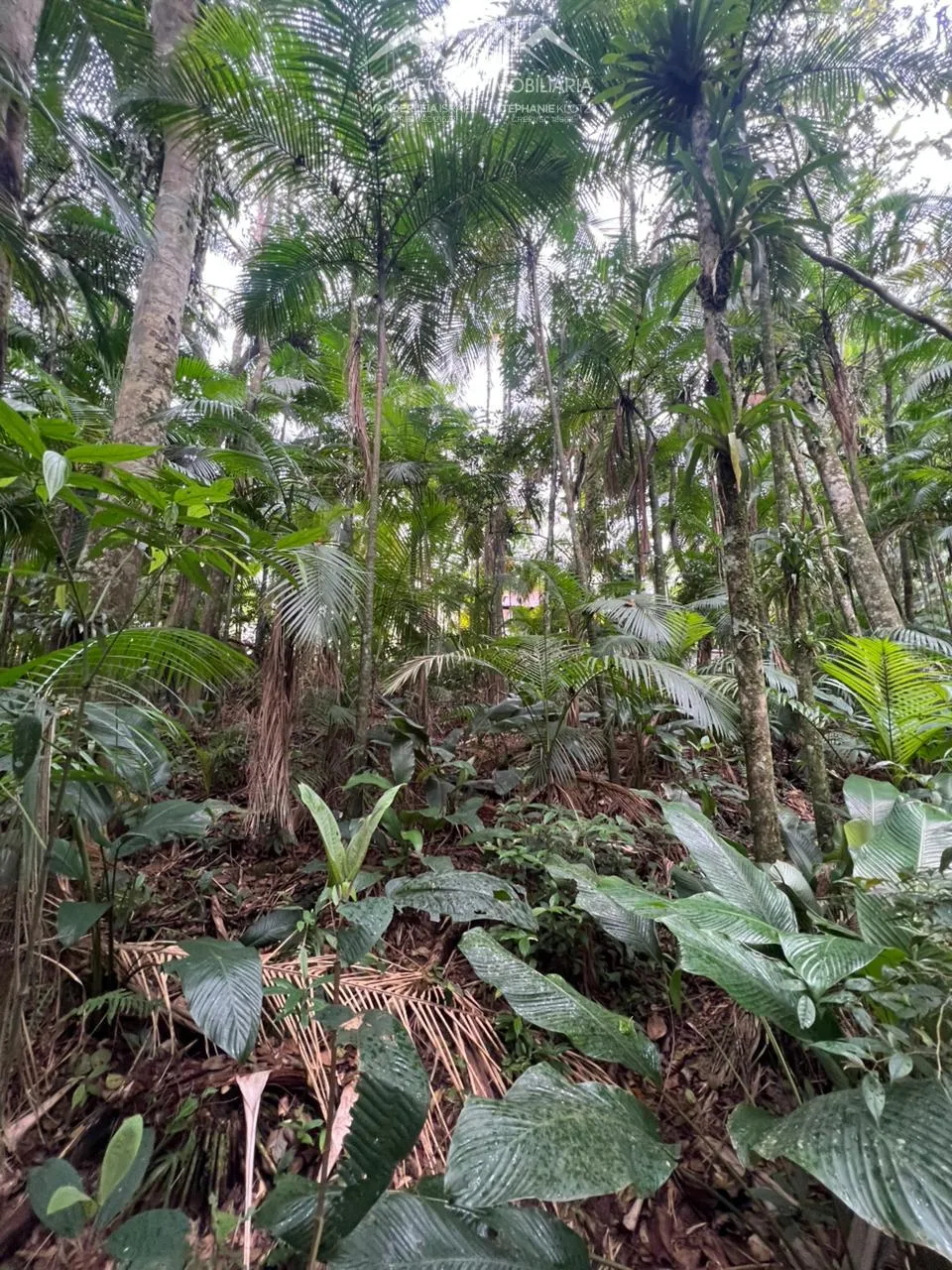 CHACARÁ - Testo Rega, Pomerode SC — foto 4
