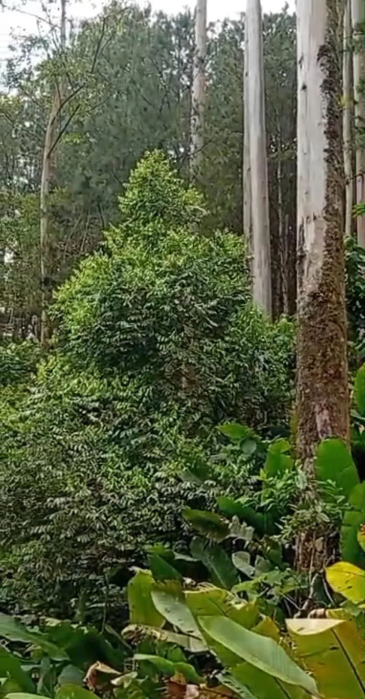 TERRENO RURAL A VENDA - 35.180M2 - SAO BENTO DO SUL SC — foto 5