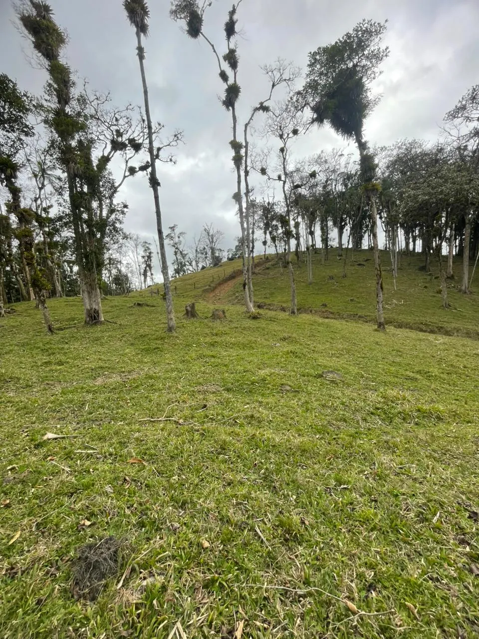 Linda área de pastagem para criação e engorda de gado. — foto 6