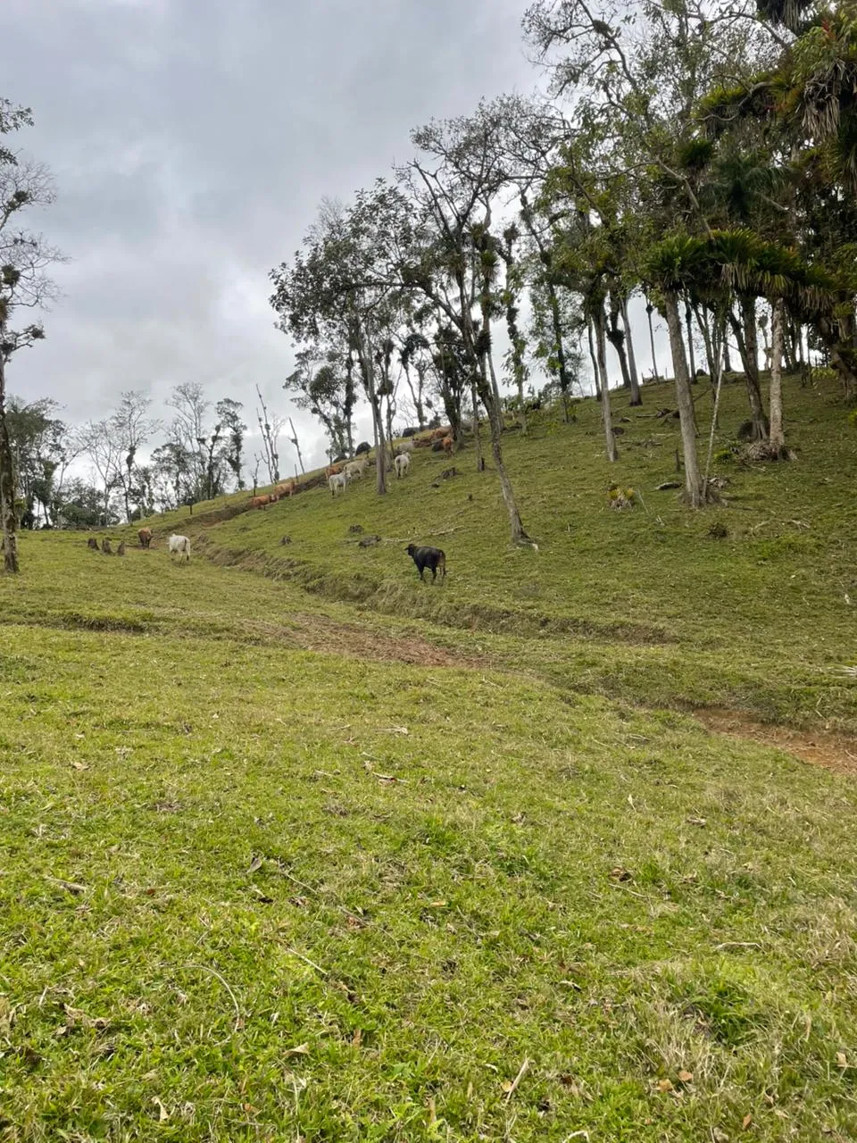 Linda área de pastagem para criação e engorda de gado. — foto 4