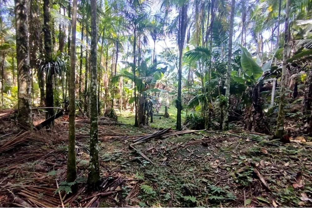 Sítio em Rodeio/SC - 30.000m — foto 4