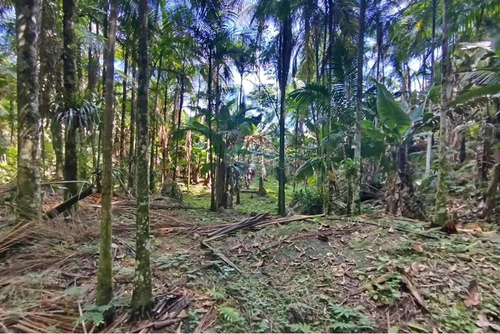 Sítio em Rodeio/SC - 30.000m — foto 5