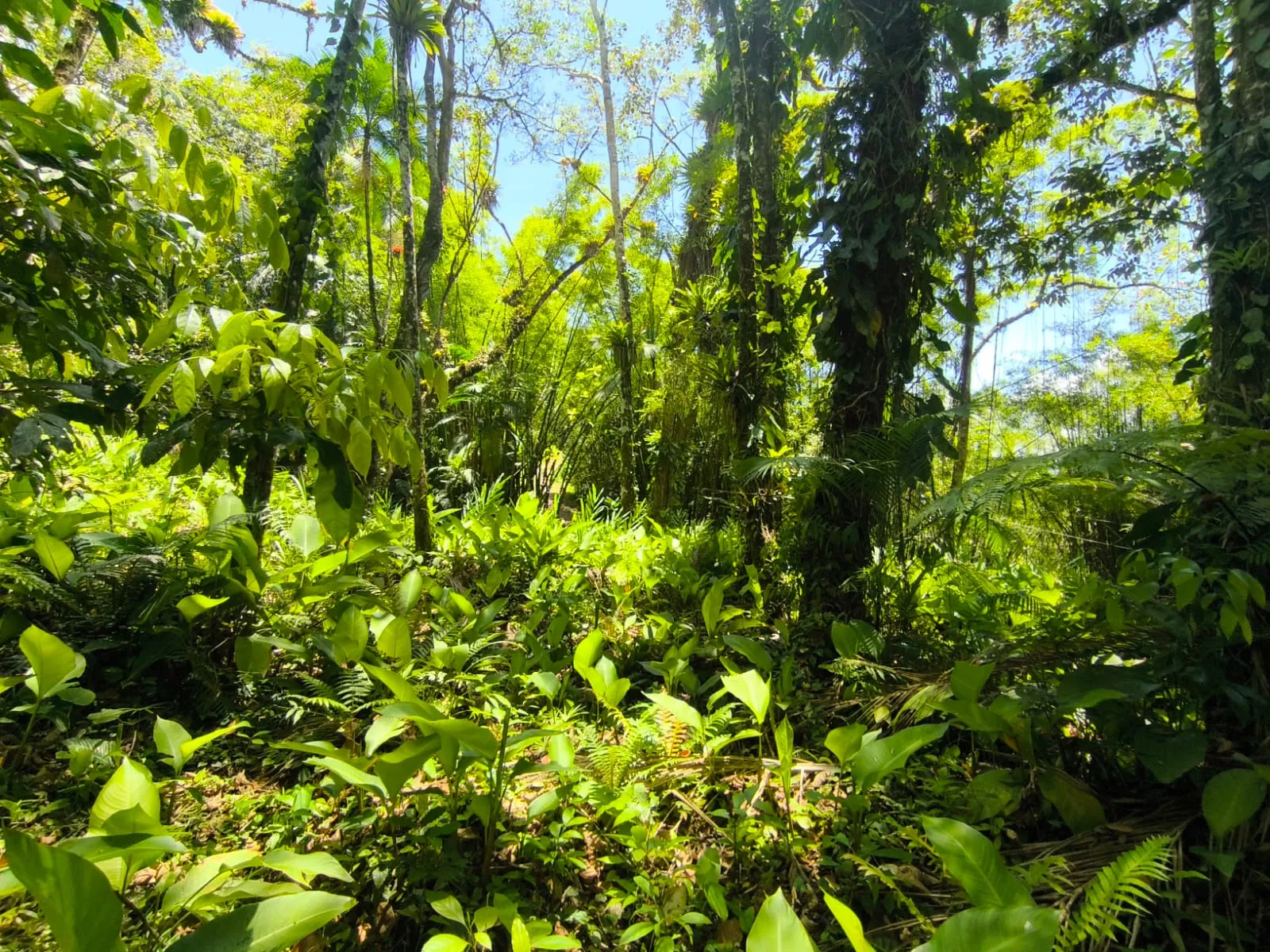 VENDO TERRENO — foto 3