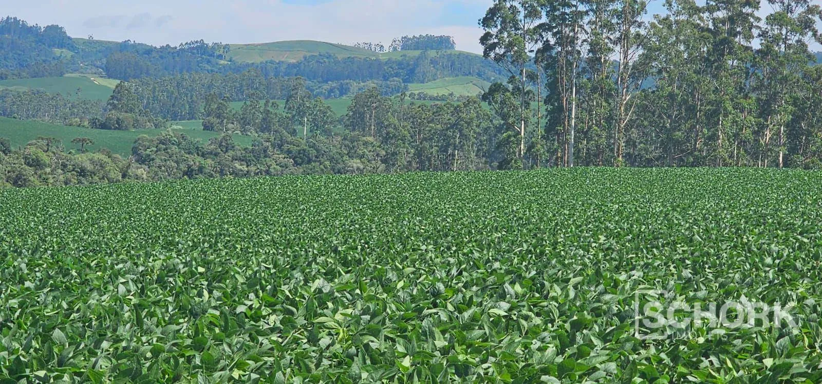 Sítio à venda, 218.318 m por R$ 2.250.000 - Rio do Campo - Rio do Campo/SC — foto 4