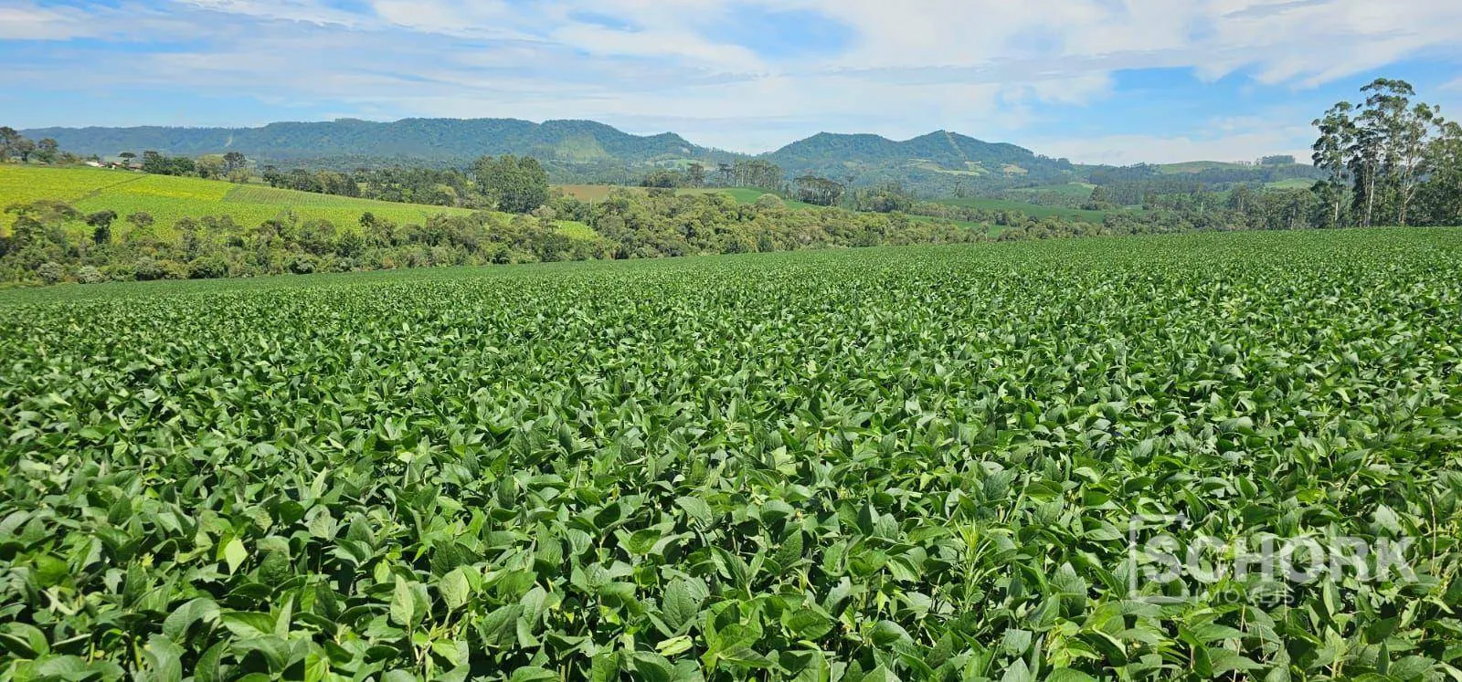 Sítio à venda, 218.318 m por R$ 2.250.000 - Rio do Campo - Rio do Campo/SC — foto 7