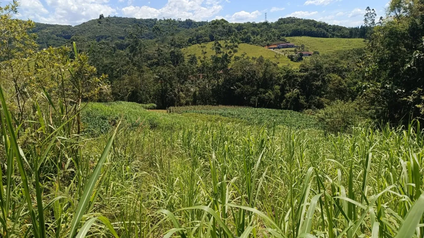 Sítio à venda - Vila Itoupava - Blumenau/SC. - foto 1