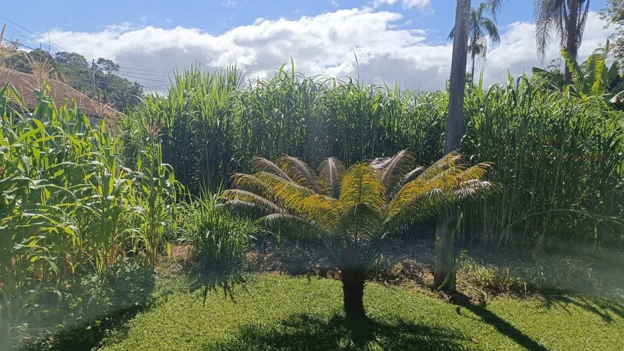 Sítio à venda em Pomerode - Rota do Enxaimel. — foto 6