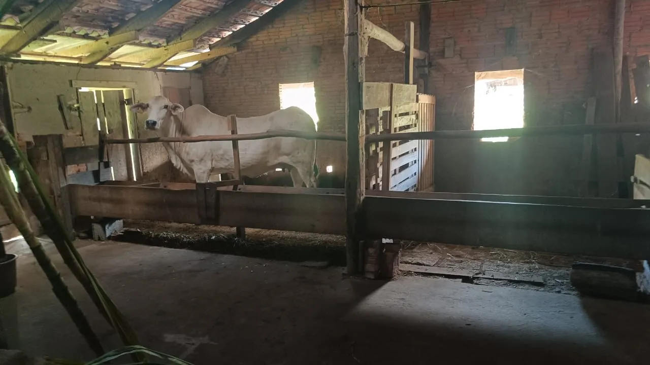 Sítio à venda em Pomerode - Rota do Enxaimel. — foto 7