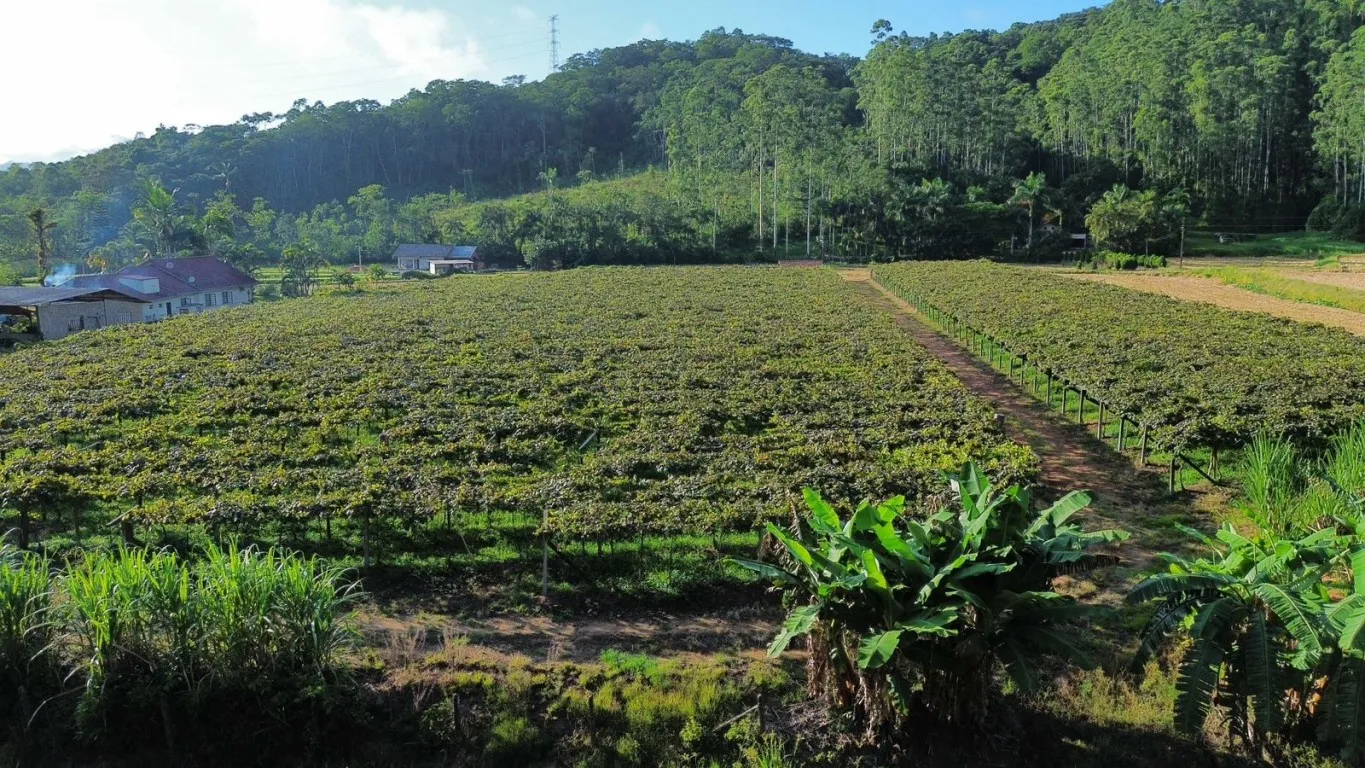 OPORTUNIDADE ÚNICA PARA SÍTIO EM ASCURRA/SC - 25.000m DE NATUREZA E POTENCIAL — foto 5