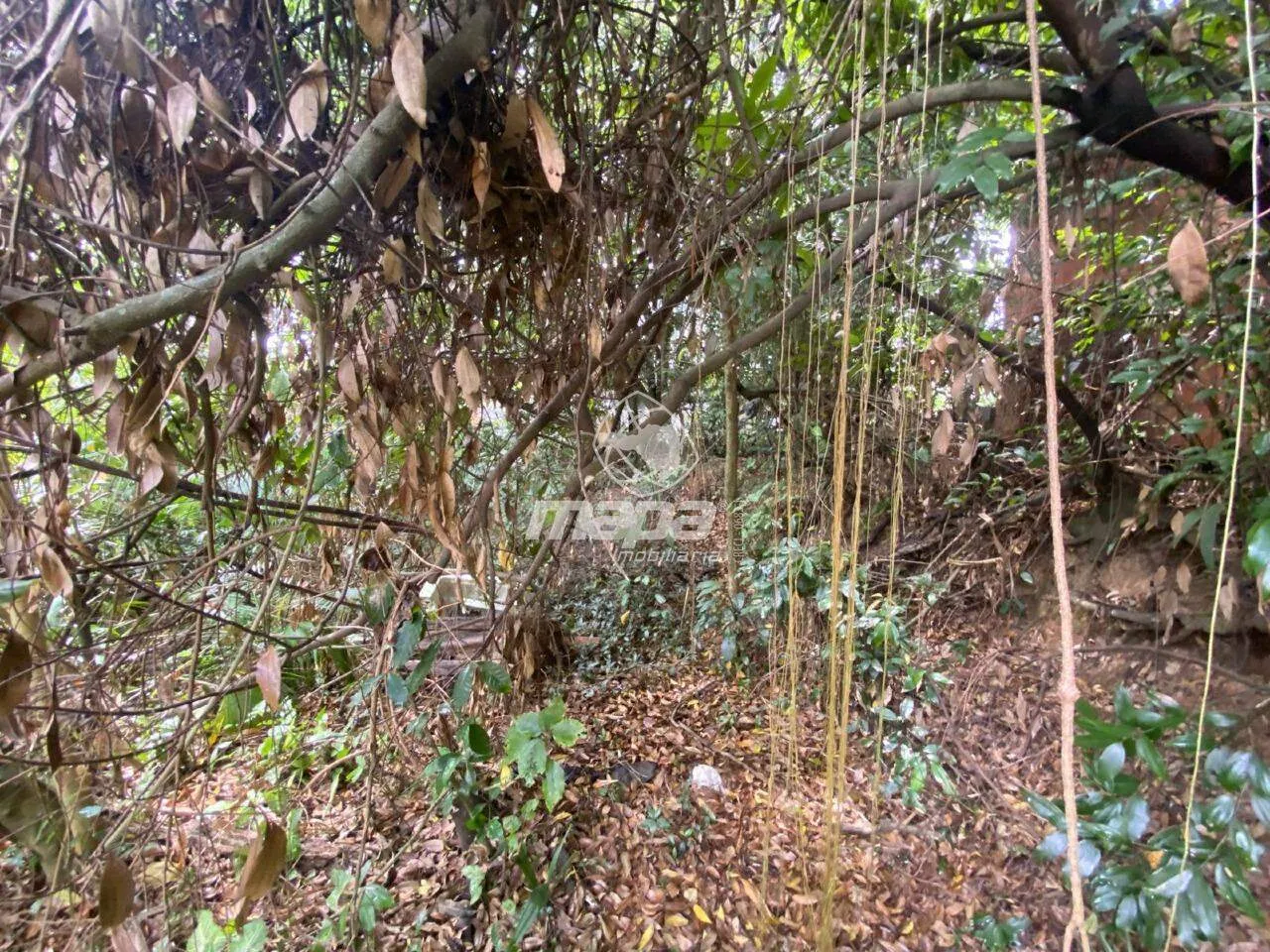 Terreno à venda Bairro Araponguinhas 1600m Timbó/SC — foto 6