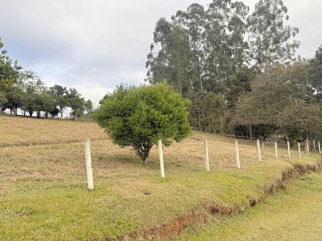 Sitio com 23,59 hectares no Bairro Mosquito em Agronômica /SC Ref. 1625 — foto 3