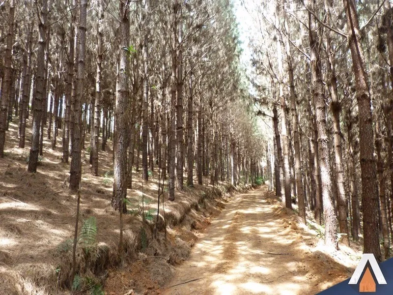 ACRC Imóveis - Fazenda à venda no bairro SERRINHA — foto 2