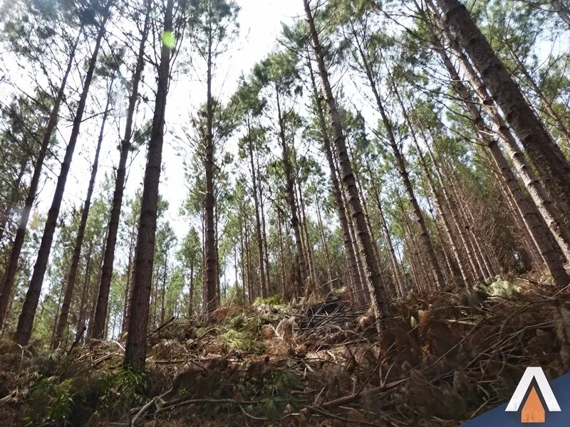 ACRC Imóveis - Fazenda à venda no bairro SERRINHA — foto 4