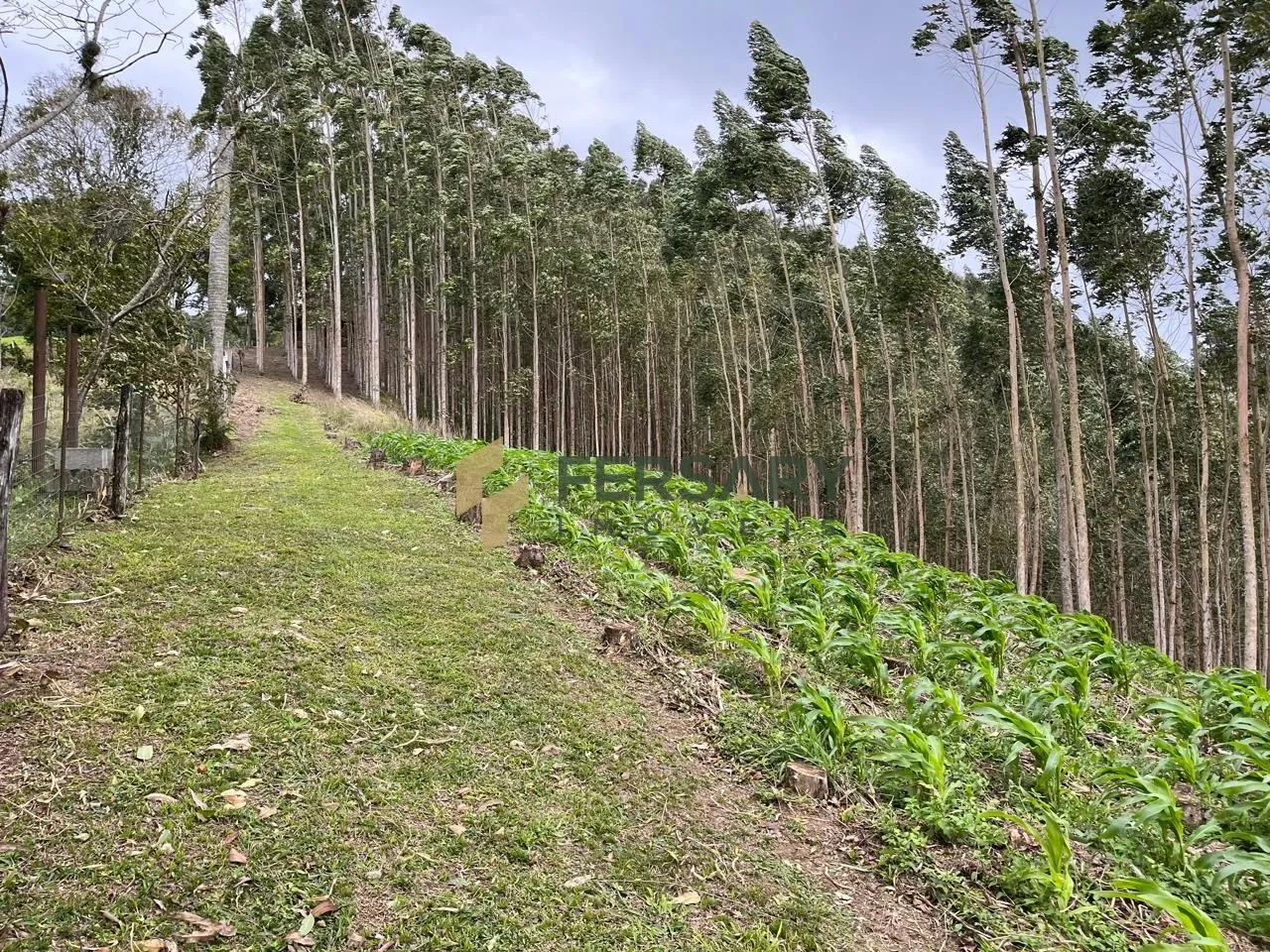 Lindo sitio na Estrada das Areias com visão panorâmica extraordinária. — foto 5