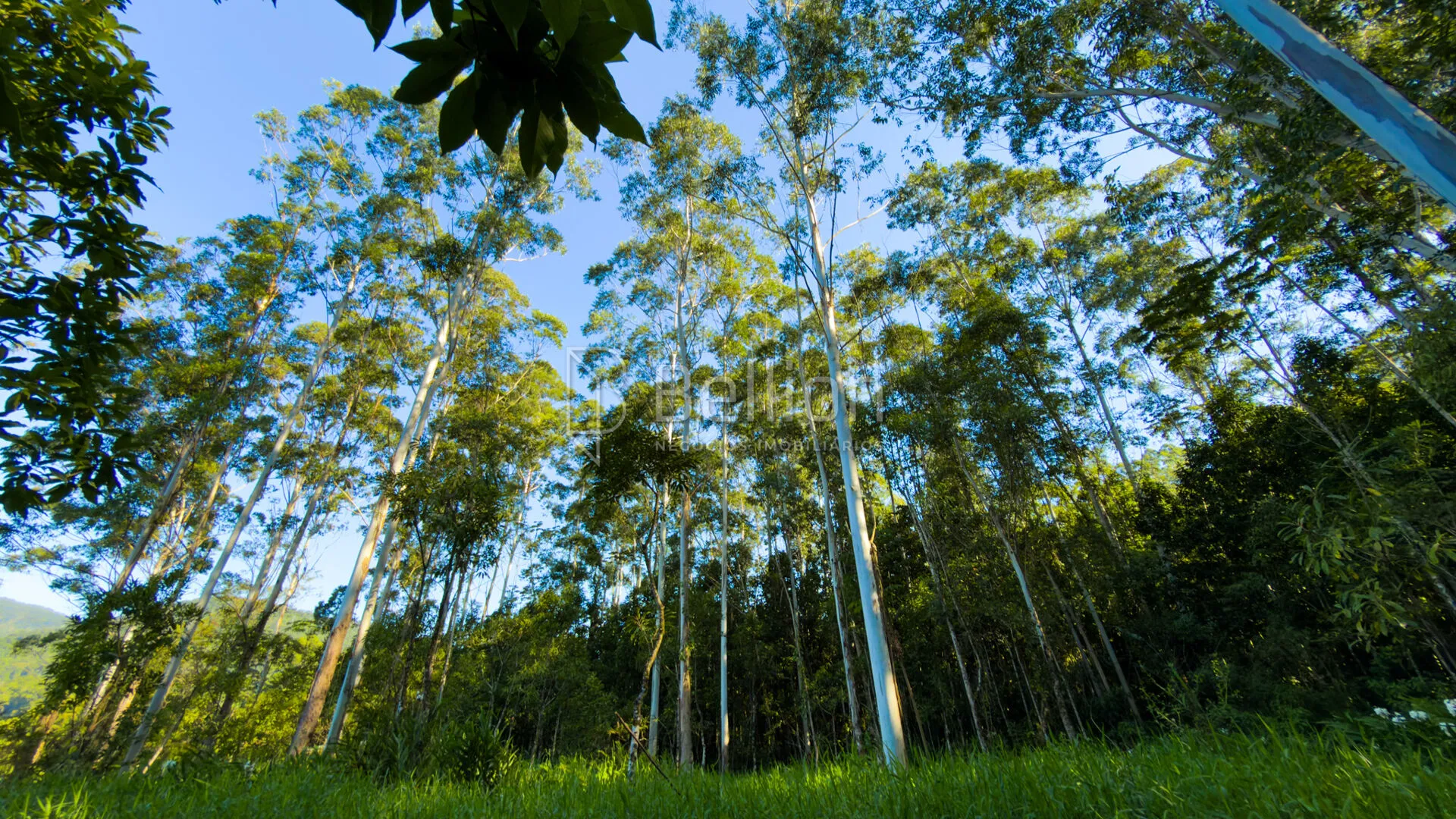 Sítio em Rodeio com ampla área e excelente potencial — foto 4