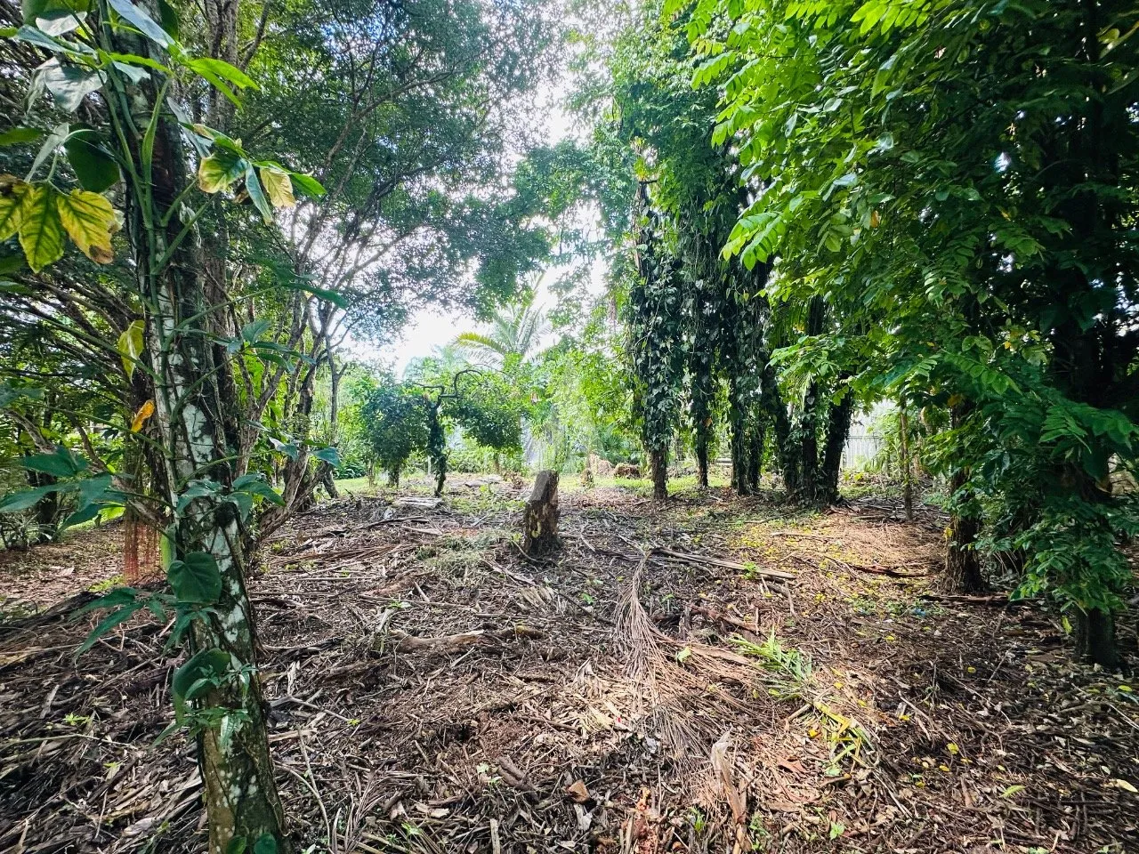 Terreno com 1172m à venda no bairro Santo Antônio em Joinville-SC por R$1.100.000,00. — foto 7