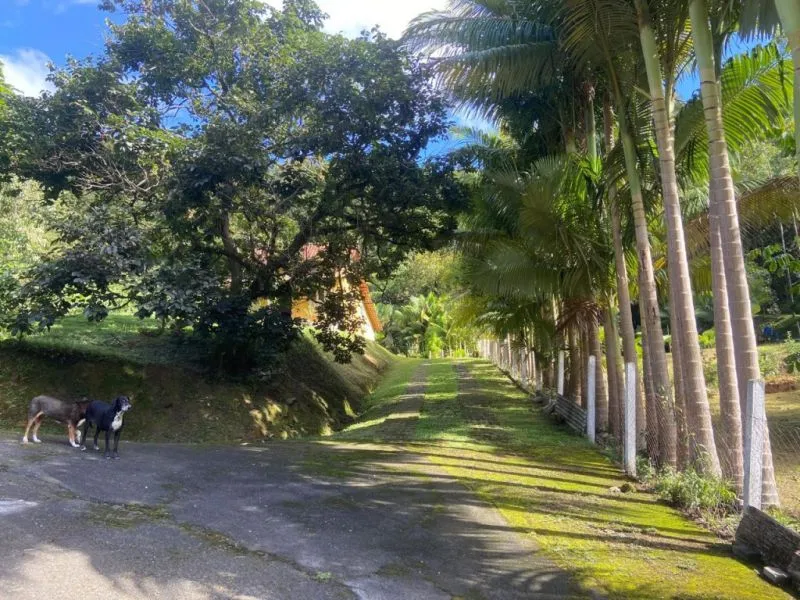 Chácara à venda com 50.000m e Escritura Pública, unindo história e natureza preservada entre Blumenau e Indaial. Um lugar para investir em ecoturismo, lazer, pousadas, moradia ou qualquer empreendimento que valorize o meio ambiente e a cultura local. — foto 7