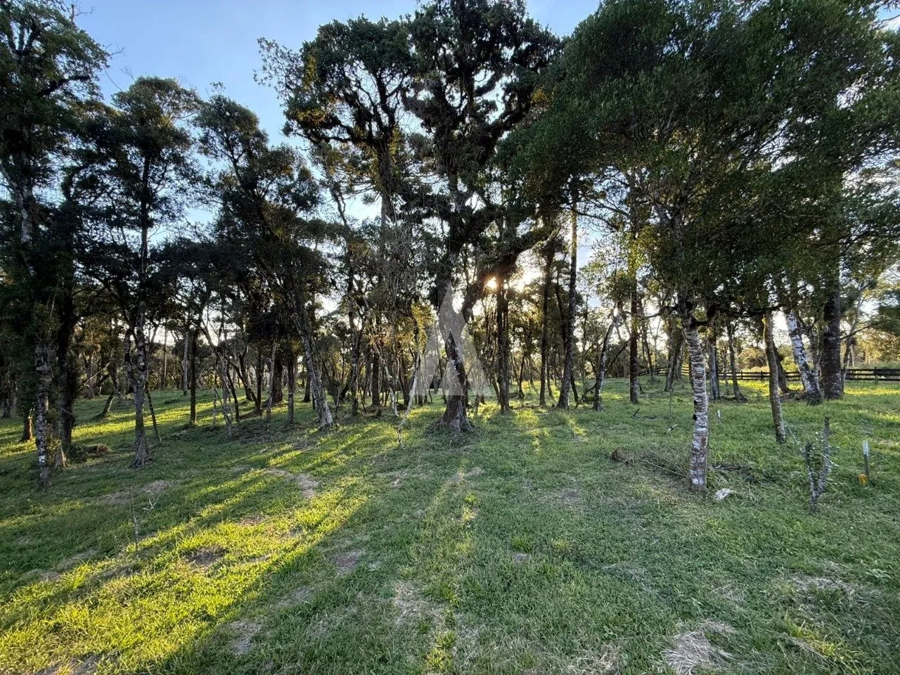 Terreno com 20.500m à venda no bairro Campo Alegre em Joinville-SC por R$1.300.000,00. - foto 1