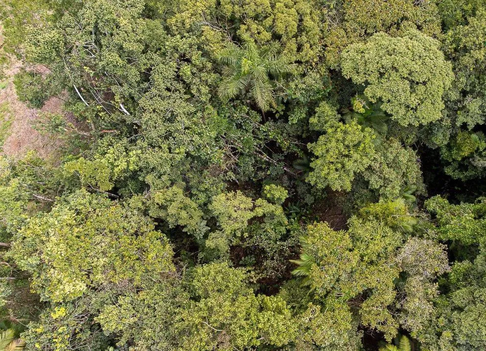 Terreno em área rural, na cidade de Gaspar Ref.:TE0159 — foto 7