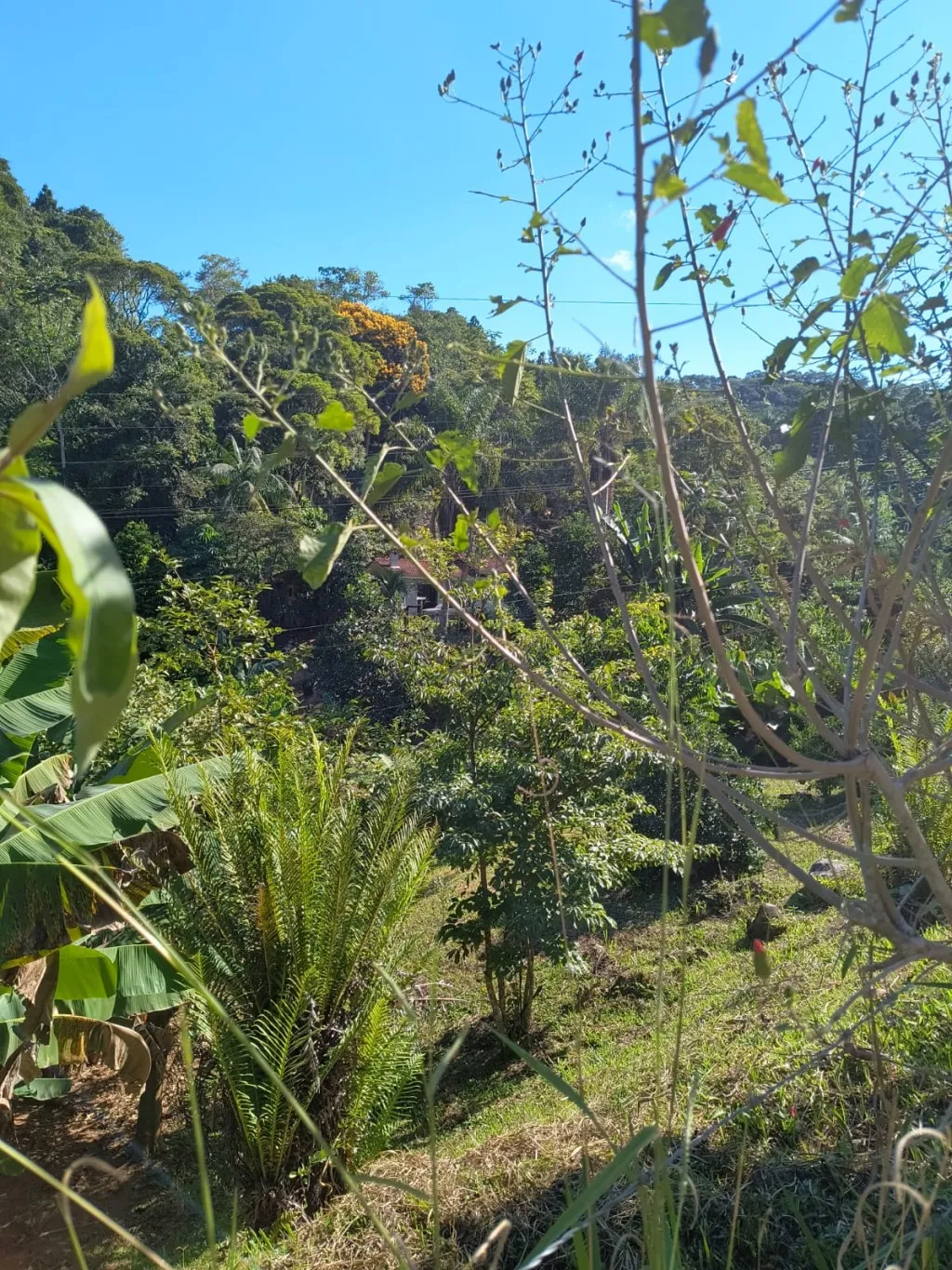 CHACARA A VENDA - POMERODE/TESTO CENTRAL — foto 6