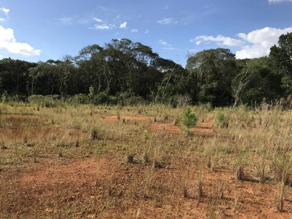 TERRENO no PORTO GRANDE com 0 quartos para VENDA, 15000 m - foto 1