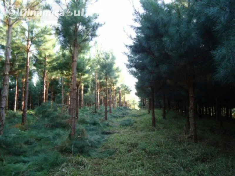Fazenda em Vitor Meirelles — foto 2
