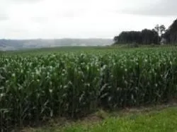 Alfredo Wagner SC — foto 3