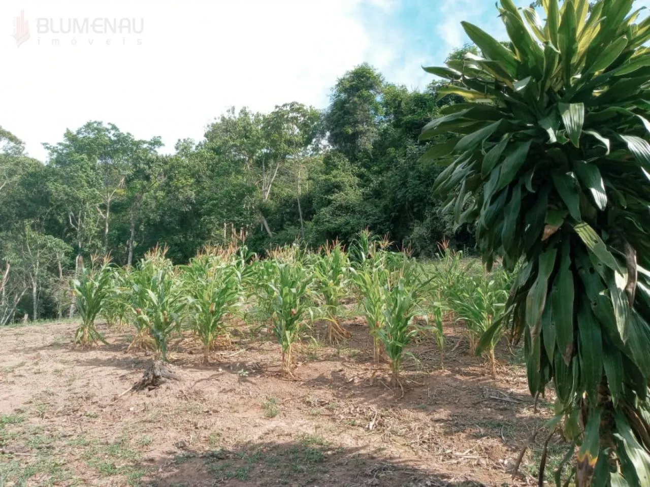 Terreno no Bairro Tribess, com área de 3.143,00 m. - foto 1