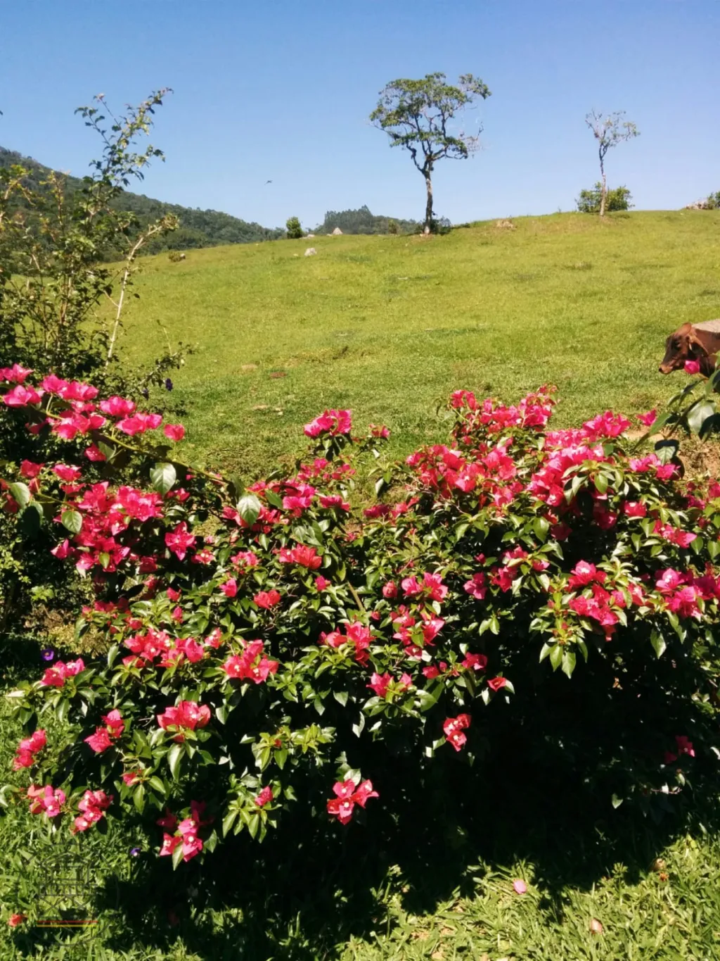 Excelente oportunidade para morar em um sítio maravilhoso e viver aquele sonho!!!! — foto 3